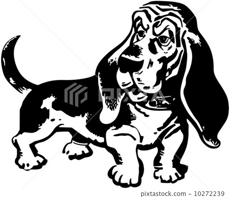 Basset Hound 10272239