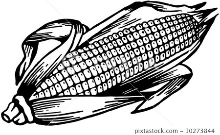 Ear Of Corn 10273844
