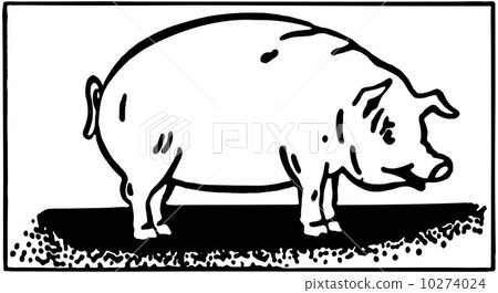 Pig 2 10274024