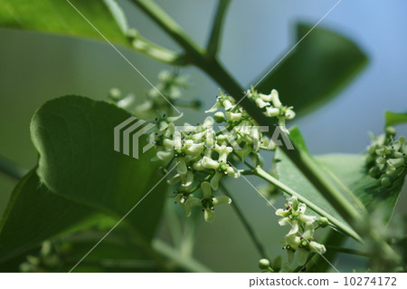Mayumi 's flowers are discreet. 10274172