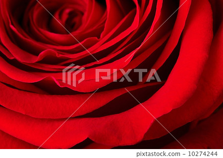 Red rose 10274244