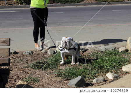 bulldog 10274819