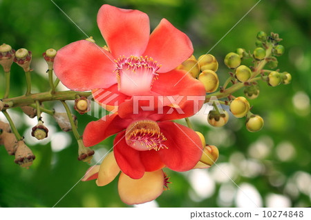 cannonball tree with nature background cannonball tree with nature background 10274848