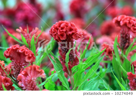 beautiful plumed cockscomb beautiful plumed cockscomb 10274849