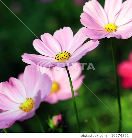 cosmos cosmos 10274851