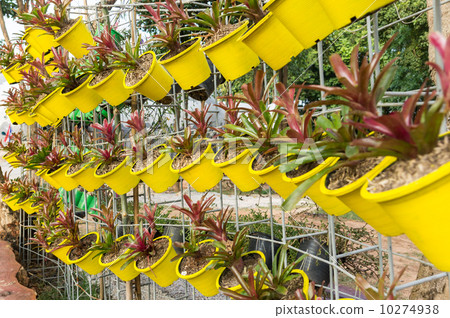 Hanging bromeliad pot Hanging bromeliad pot 10274938
