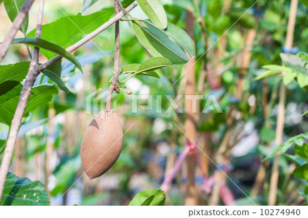 Sapodilla plant Sapodilla plant 10274940