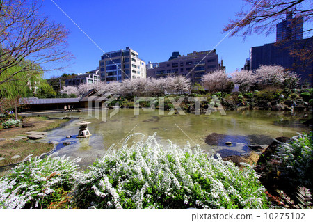 Cherry blossoms at Hinokicho Park Cherry blossoms at Hinokicho Park 10275102
