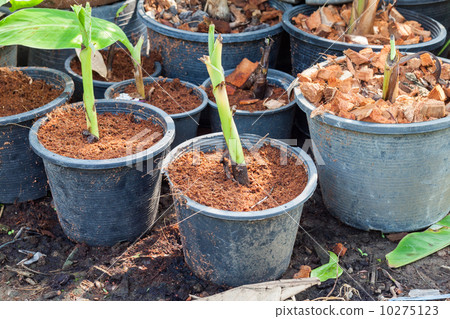 Sprouting banana 10275123
