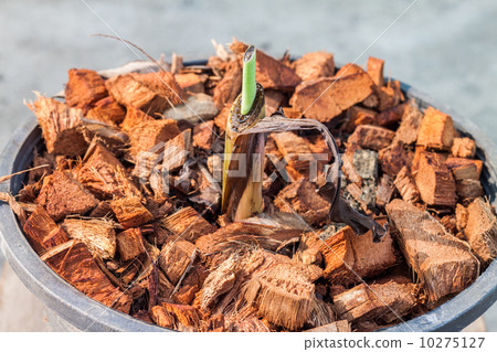 Sprouting banana 10275127