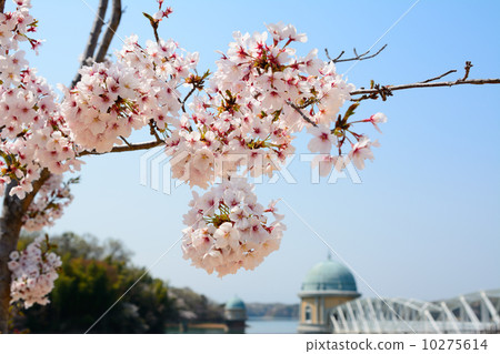 春天的湖畔 10275614