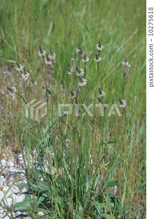 Ikki Yoko是一種雜草，但如果仔細觀察它很可愛，不是嗎？ 10275618