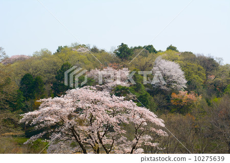 春山 春山 10275639