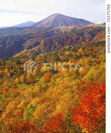 Azuma Tengu秋葉 10275768