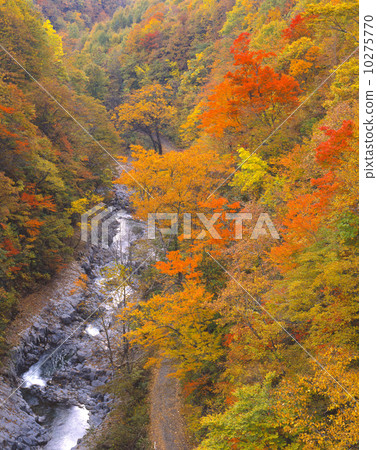 Nakatsugawa Valley Autumn leaves fall 10275770