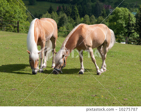 Horses Horses 10275787