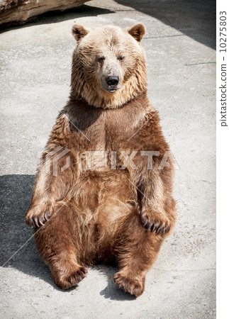 Young brown bear (Ursus arctos arctos) sitting on the ground 10275803