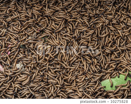 Worms in animal market..Worms in animal market Worms in animal market..Worms in animal market 10275828
