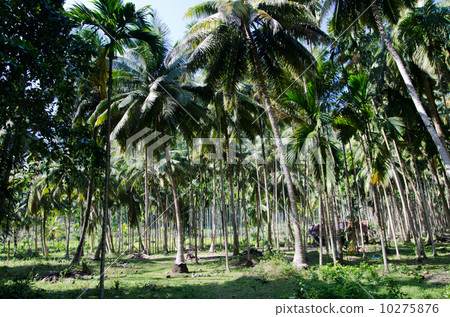 Andaman Islands · Forest of Havelock Island 10275876