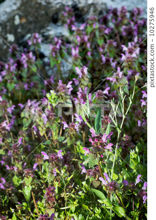 Dead nettle (Lamium purpureum) in late afternoon light 10275946