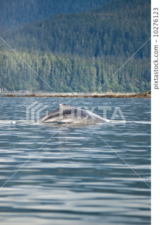 Whale watching adventure from Juneau Alaska 10276123