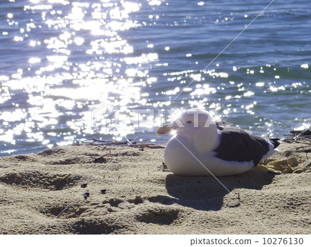 Seagull and ocean 2 10276130