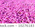 Moss phlox  10276183