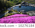 Maruike spring and grass cherry blossoms 10276184