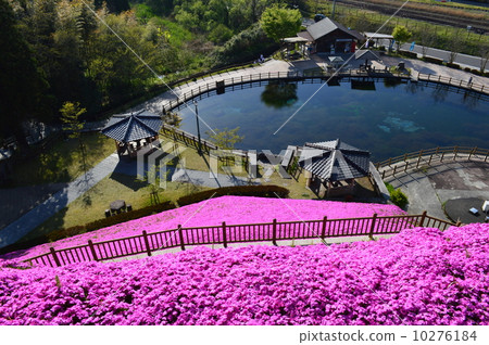 Maruike春天和草櫻花 Maruike春天和草櫻花 10276184