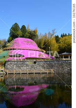 Maruike spring and grass cherry blossoms 10276185