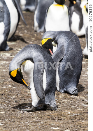 King Penguins 10276356