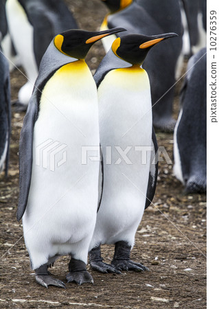King Penguins King Penguins 10276359
