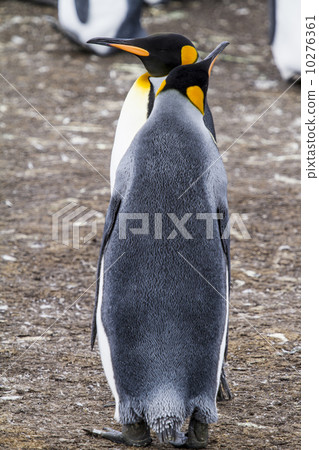 King Penguins 10276361