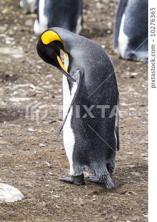 King Penguin 10276365