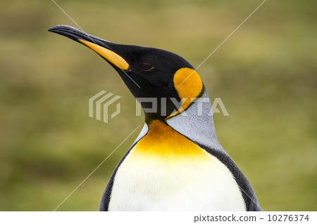 King Penguin 10276374