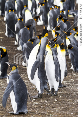 King Penguins 10276378