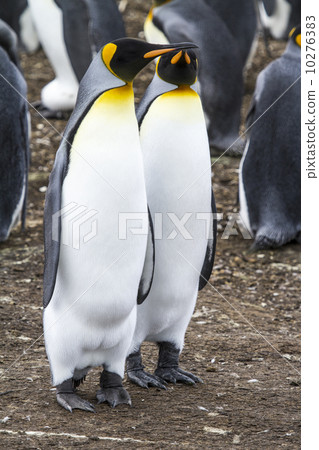 King Penguins King Penguins 10276383