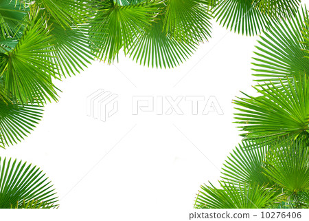Tropical palms on white background for text Tropical palms on white background for text 10276406