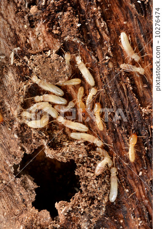 Yamato termite 10276474