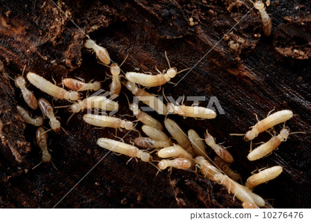 Yamato termite 10276476
