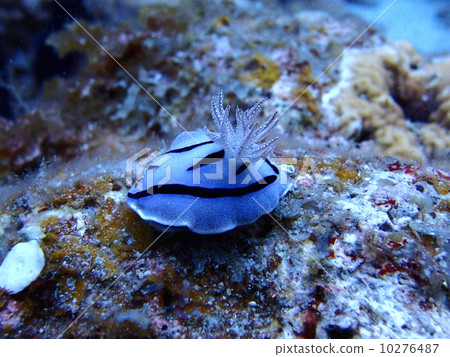 Misole Umizushi 10276487