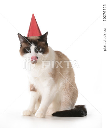 cat birthday cat birthday 10276523