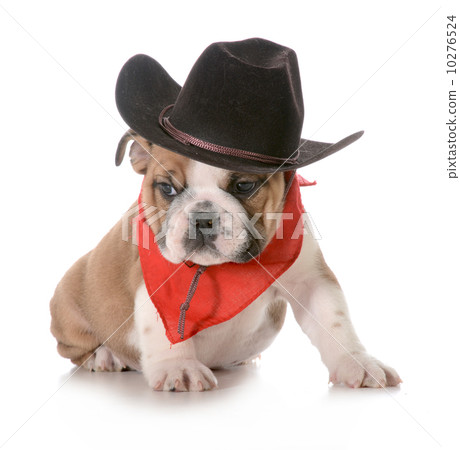 country dog 10276524