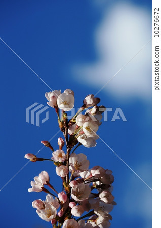 櫻花 - 延伸到天堂〜 10276672