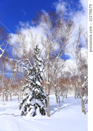 冬季樹木 10276679