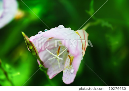 山蛤蜊滴 山蛤蜊滴 10276680