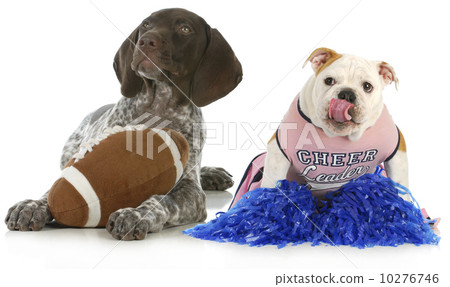sports hounds 10276746