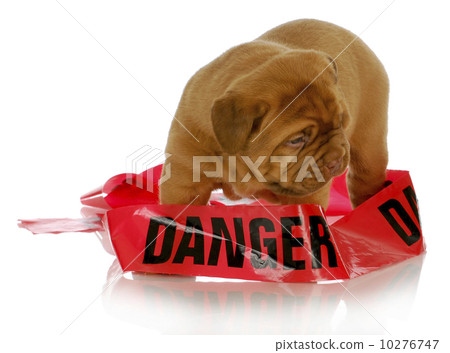 bad puppy 10276747