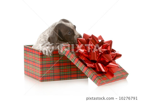 puppy present 10276791