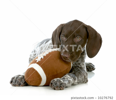 sports hound 10276792